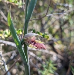 Calochilus platychilus (Purple Beard Orchid) at Birrigai - 28 Sep 2023 by Rebeccajgee