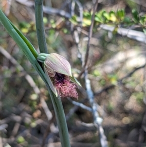 Calochilus platychilus at Paddys River, ACT - 28 Sep 2023