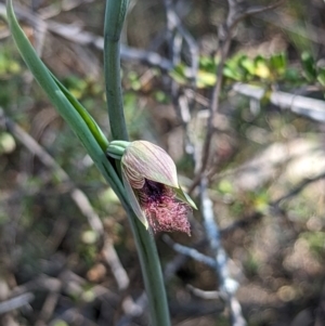 Calochilus platychilus at Paddys River, ACT - 28 Sep 2023