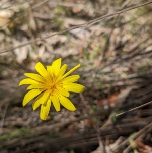 Microseris walteri at Paddys River, ACT - 28 Sep 2023