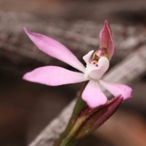 Caladenia fuscata at O'Connor, ACT - 28 Sep 2023