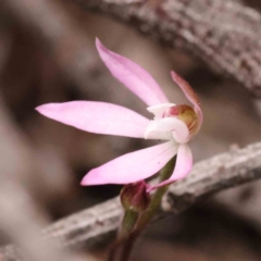 Caladenia fuscata at O'Connor, ACT - suppressed