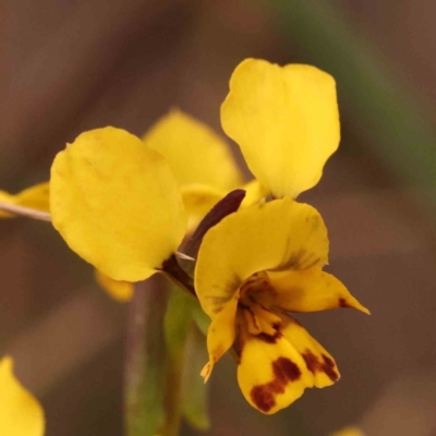 Diuris nigromontana (Black Mountain Leopard Orchid) at Caladenia Forest, O'Connor - 27 Sep 2023 by ConBoekel