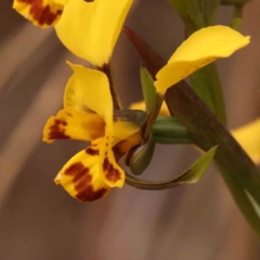 Diuris nigromontana at Acton, ACT - 28 Sep 2023