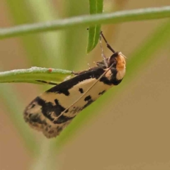 Philobota lysizona (A concealer moth) at Caladenia Forest, O'Connor - 27 Sep 2023 by ConBoekel