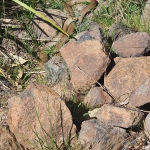 Pseudonaja textilis at Molonglo Valley, ACT - 28 Sep 2023