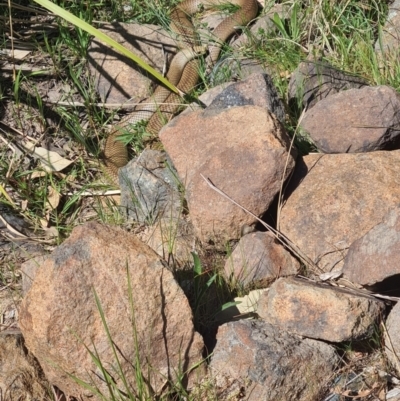 Pseudonaja textilis (Eastern Brown Snake) at Sth Tablelands Ecosystem Park - 28 Sep 2023 by galah681