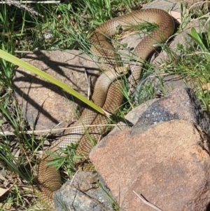 Pseudonaja textilis at Molonglo Valley, ACT - 28 Sep 2023 10:20 AM