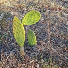 Opuntia ficus-indica (Indian Fig, Spineless Cactus) at O'Malley, ACT - 28 Sep 2023 by Mike