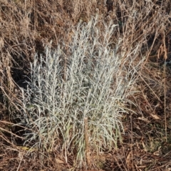 Senecio quadridentatus (Cotton Fireweed) at Mount Mugga Mugga - 28 Sep 2023 by Mike