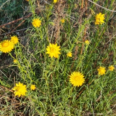 Xerochrysum viscosum (Sticky Everlasting) at O'Malley, ACT - 28 Sep 2023 by Mike