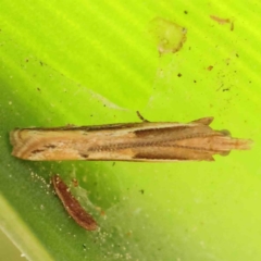 Eutorna tricasis (A Depressariid moth) at Caladenia Forest, O'Connor - 28 Sep 2023 by ConBoekel