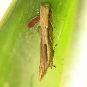 Eutorna tricasis at Canberra Central, ACT - 28 Sep 2023