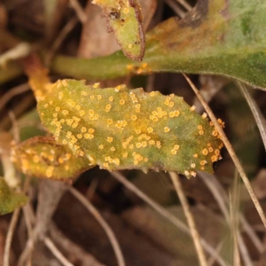 Rust fungus at Acton, ACT - 28 Sep 2023 09:56 AM