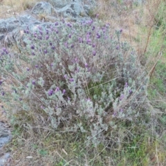 Lavandula stoechas (Spanish Lavender or Topped Lavender) at O'Malley, ACT - 28 Sep 2023 by Mike