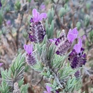 Lavandula stoechas at O'Malley, ACT - 28 Sep 2023 05:41 PM