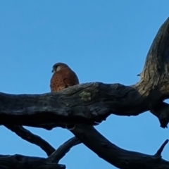 Falco cenchroides (Nankeen Kestrel) at O'Malley, ACT - 28 Sep 2023 by Mike