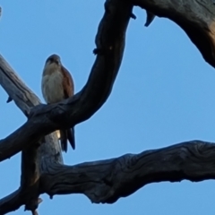 Falco cenchroides at O'Malley, ACT - 28 Sep 2023