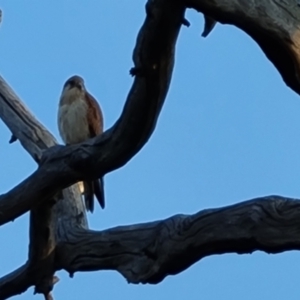 Falco cenchroides at O'Malley, ACT - 28 Sep 2023