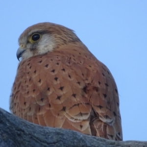 Falco cenchroides at O'Malley, ACT - 28 Sep 2023