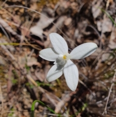 Glossodia major (Wax Lip Orchid) at Black Mountain - 28 Sep 2023 by Bubbles