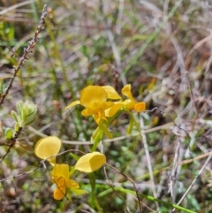 Diuris nigromontana (Black Mountain Leopard Orchid) at Black Mountain - 28 Sep 2023 by Bubbles