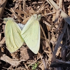 Pieris rapae (Cabbage White) at Lyneham, ACT - 28 Sep 2023 by trevorpreston