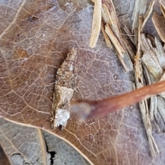 Crocidosema plebejana (Cotton Tipworm Moth) at Lyneham, ACT - 28 Sep 2023 by trevorpreston