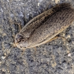 Calolampra sp. (genus) (Bark cockroach) at Holt, ACT - 28 Sep 2023 by trevorpreston