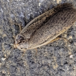 Calolampra sp. (genus) at Holt, ACT - 28 Sep 2023