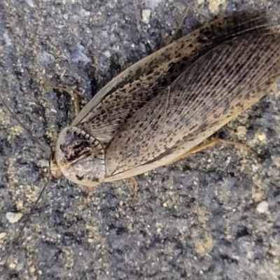 Calolampra sp. (genus) (Bark cockroach) at Holt, ACT - 28 Sep 2023 by trevorpreston