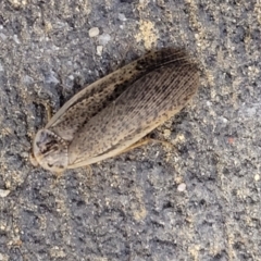 Calolampra sp. (genus) at Holt, ACT - 28 Sep 2023