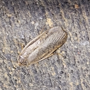 Calolampra sp. (genus) at Holt, ACT - 28 Sep 2023