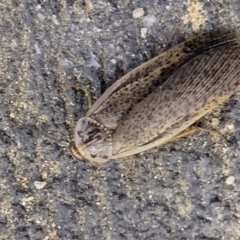 Calolampra sp. (genus) at Holt, ACT - 28 Sep 2023