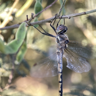 Hemicordulia tau (Tau Emerald) at Mount Pleasant - 27 Sep 2023 by Hejor1