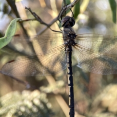 Hemicordulia tau at Mount Pleasant - 27 Sep 2023