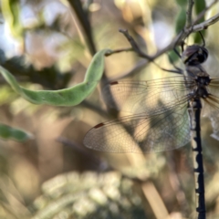 Hemicordulia tau at Mount Pleasant - 27 Sep 2023