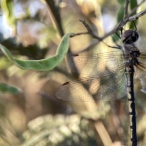 Hemicordulia tau at Mount Pleasant - 27 Sep 2023