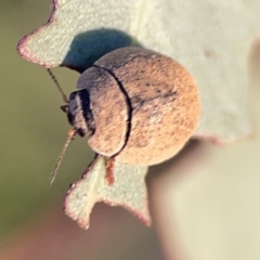 Trachymela sp. (genus) (Brown button beetle) at Mount Pleasant - 27 Sep 2023 by Hejor1