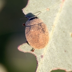 Trachymela sp. (genus) at Campbell, ACT - 27 Sep 2023