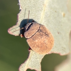 Trachymela sp. (genus) at Campbell, ACT - 27 Sep 2023