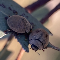 Trachymela sp. (genus) at Campbell, ACT - 27 Sep 2023