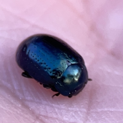 Chrysolina quadrigemina (Greater St Johns Wort beetle) at Mount Ainslie to Black Mountain - 27 Sep 2023 by Hejor1