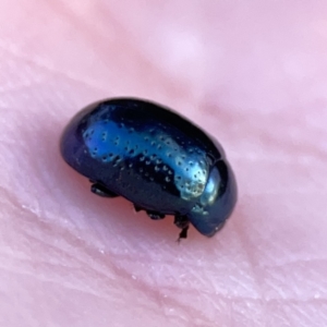 Chrysolina quadrigemina at Campbell, ACT - 27 Sep 2023