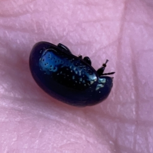 Chrysolina quadrigemina at Campbell, ACT - 27 Sep 2023