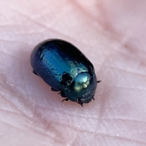 Chrysolina quadrigemina at Campbell, ACT - 27 Sep 2023