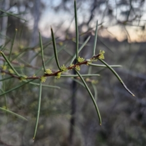 Hakea microcarpa at Captains Flat, NSW - 28 Sep 2023