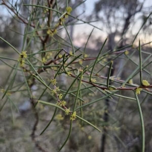 Hakea microcarpa at Captains Flat, NSW - 28 Sep 2023