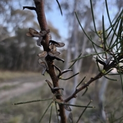 Hakea microcarpa at Captains Flat, NSW - 28 Sep 2023