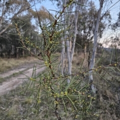 Hakea microcarpa at Captains Flat, NSW - 28 Sep 2023